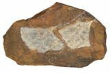 Two Fossil Ginkgo Leaves From North Dakota - Paleocene #188719-1